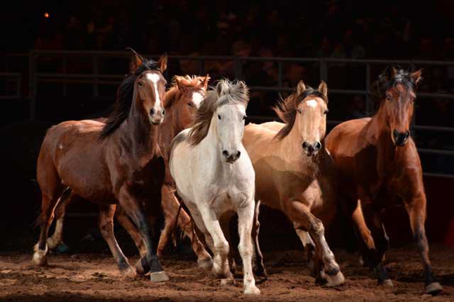 San Antonio Stock Show & Rodeo - FEBRUARY